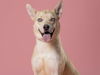 adoptable Dog in  named SPICE