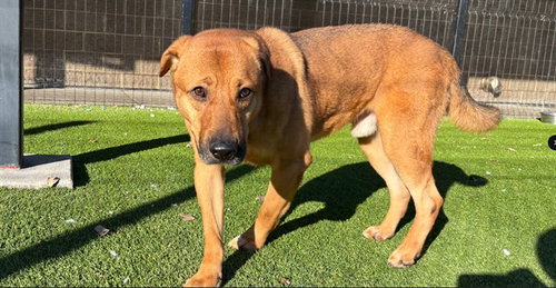 picture of the dog needing adoption