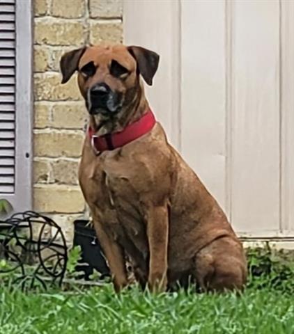 adoptable Dog in Garland, TX named CHILL VIBES
