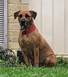 adoptable Dog in  named CHILL VIBES