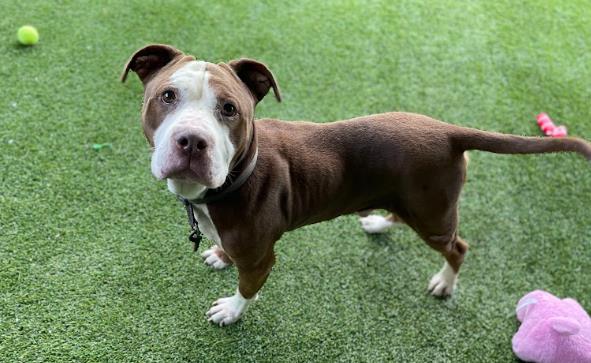 adoptable Dog in Garland, TX named SMILEYS