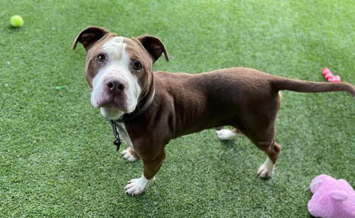picture of the dog needing adoption
