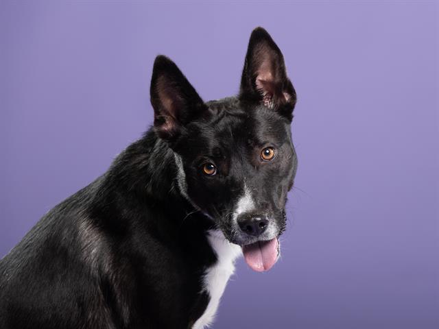 adoptable Dog in Garland, TX named LOLITA