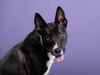 adoptable Dog in  named LOLITA