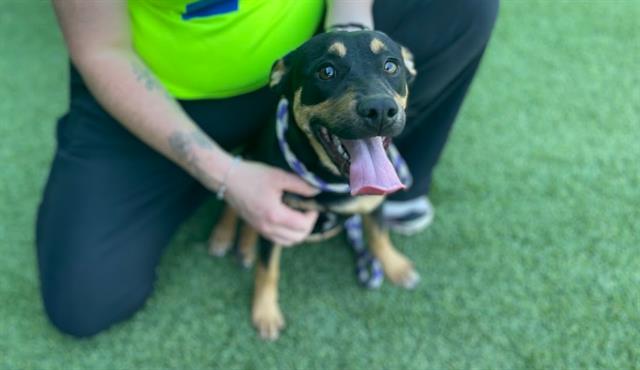 adoptable Dog in Garland, TX named SMOKEY
