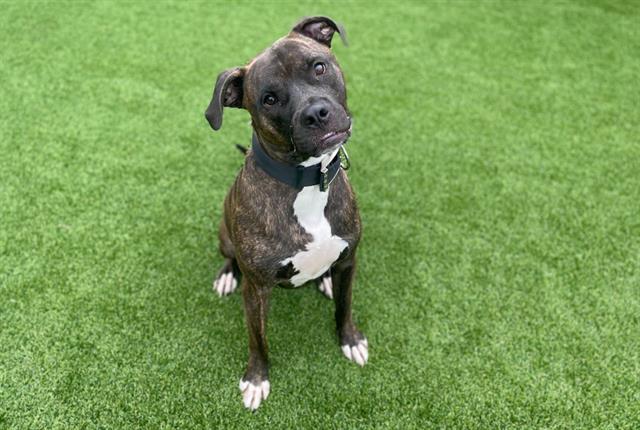 adoptable Dog in Garland, TX named SHADOW