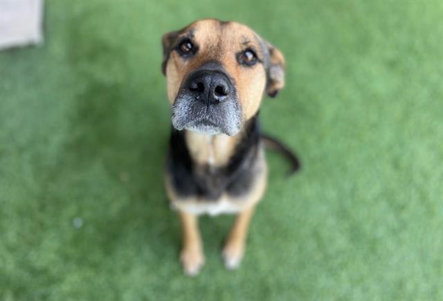 adoptable Dog in Garland, TX named LOLA