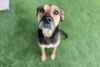 adoptable Dog in  named LOLA