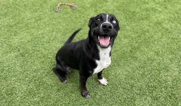 adoptable Dog in Garland, TX named SMILEY