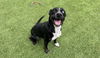 adoptable Dog in  named SMILEY