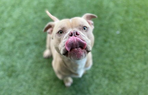 picture of the dog needing adoption