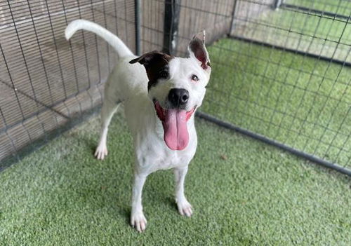 picture of the dog needing adoption