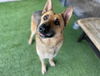 adoptable Dog in  named MANCHAS