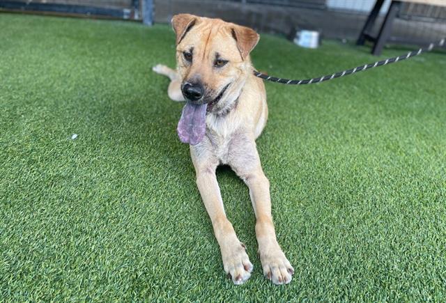 adoptable Dog in Garland, TX named ROCKY