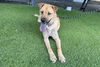 adoptable Dog in  named ROCKY