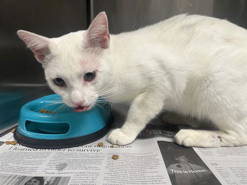 picture of the cat needing adoption