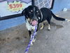 adoptable Dog in  named DUSTY*
