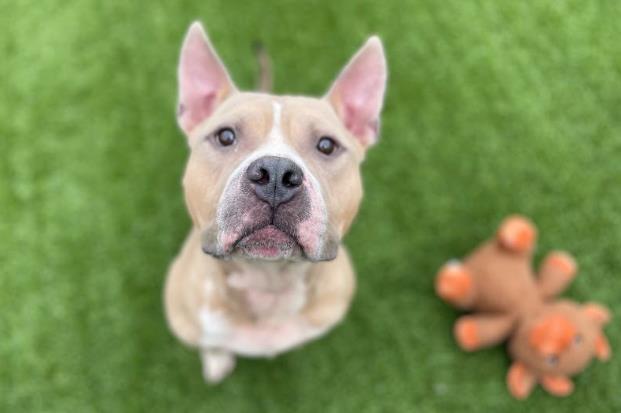 adoptable Dog in Garland, TX named MURO