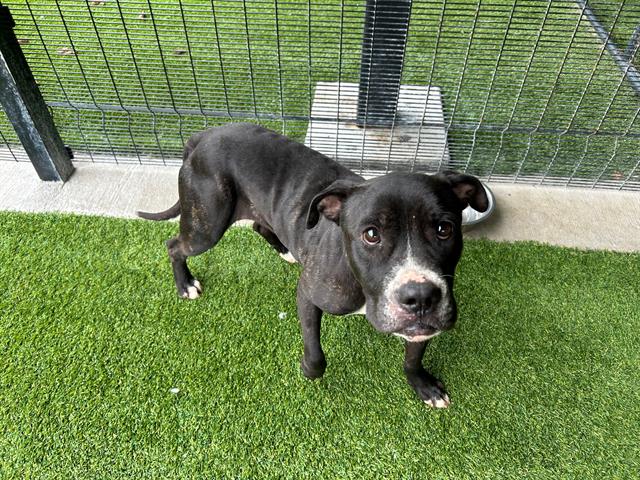 adoptable Dog in Garland, TX named CARROT