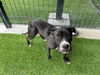 adoptable Dog in  named CARROT