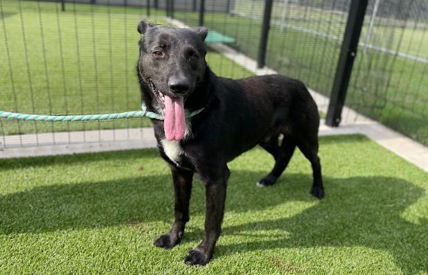 adoptable Dog in Garland, TX named MISTER ROGER