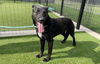adoptable Dog in  named MISTER ROGER