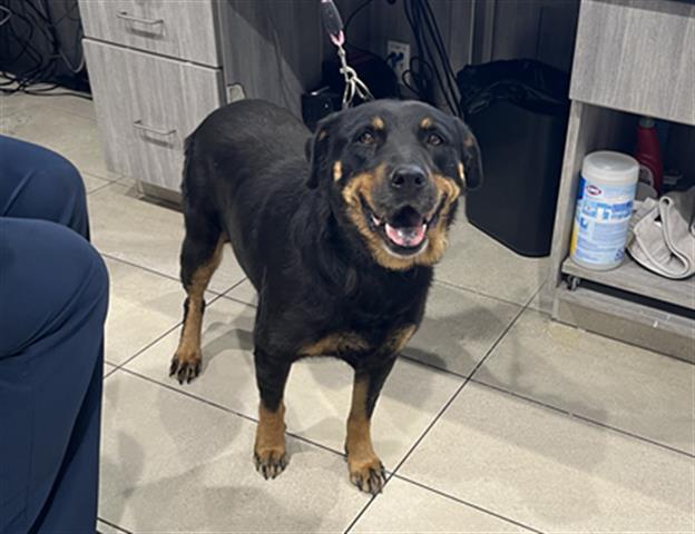 adoptable Dog in Garland, TX named NELY