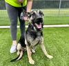 adoptable Dog in  named JELLY