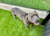 adoptable Dog in  named AMADEUS