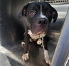 adoptable Dog in  named ROCKY