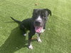 ROCKY - Photo 1
