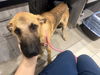 adoptable Dog in  named ROMAN
