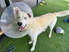 adoptable Dog in  named WHITE FANG