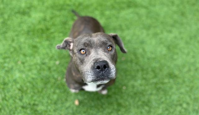 adoptable Dog in Garland, TX named NANA