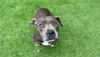 adoptable Dog in  named NANA