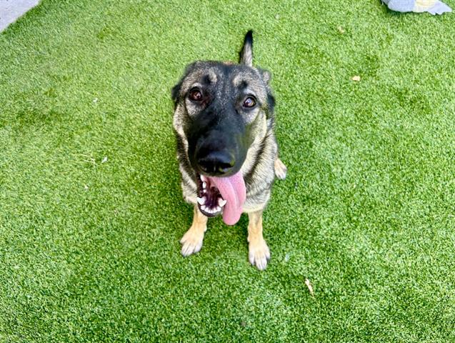 adoptable Dog in Garland, TX named GUMDROP*
