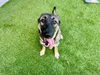 adoptable Dog in  named GUMDROP*