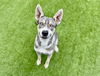 adoptable Dog in  named METRONOME