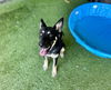 adoptable Dog in  named MYSTIQUE