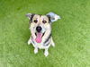 adoptable Dog in  named THAT GUY