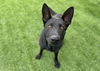 adoptable Dog in  named FARFALLE