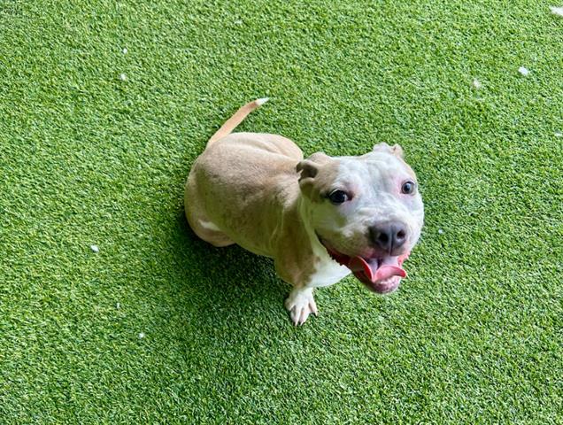 adoptable Dog in Garland, TX named PURE