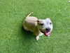 adoptable Dog in  named PURE