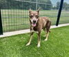 adoptable Dog in  named SALLY