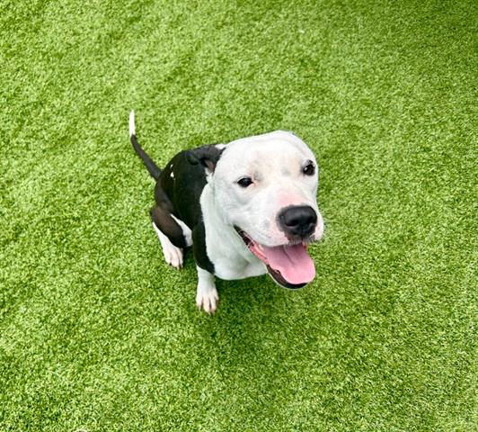 adoptable Dog in Garland, TX named YAM-YAM