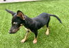 adoptable Dog in  named SEAWEED