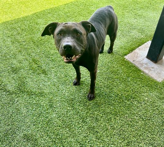 adoptable Dog in Garland, TX named HOPE