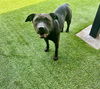 adoptable Dog in  named HOPE