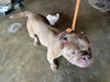 adoptable Dog in  named THELMA
