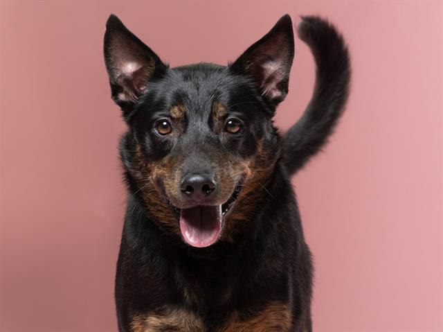 adoptable Dog in Garland, TX named CHURRO CRUMBLE